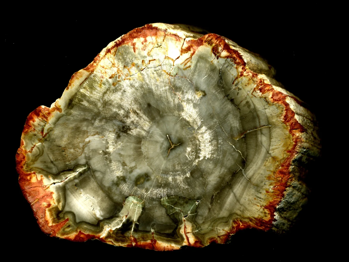 Fossil wood