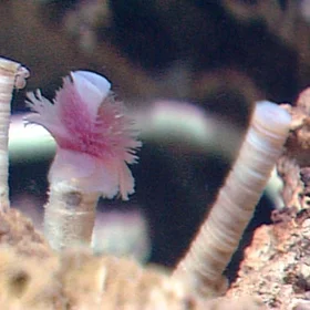 Pogonophores in the Mediterranean Sea