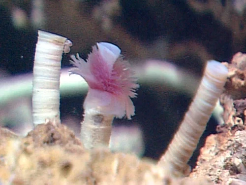 Pogonophores in the Mediterranean Sea