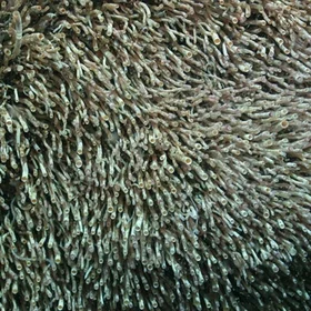 Pogonophores in the Mediterranean Sea