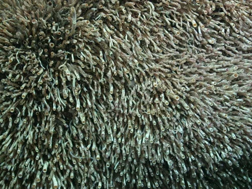 Pogonophores in the Mediterranean Sea