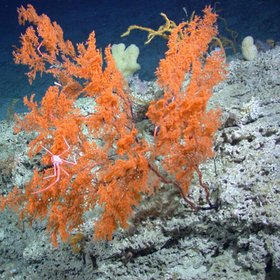 Cold Water Corals