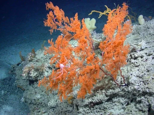 Cold Water Corals