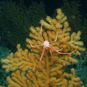 Cold Water Corals