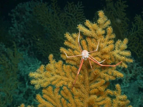 Cold Water Corals