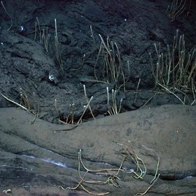 Asphalt volcano in the Gulf of Mexico