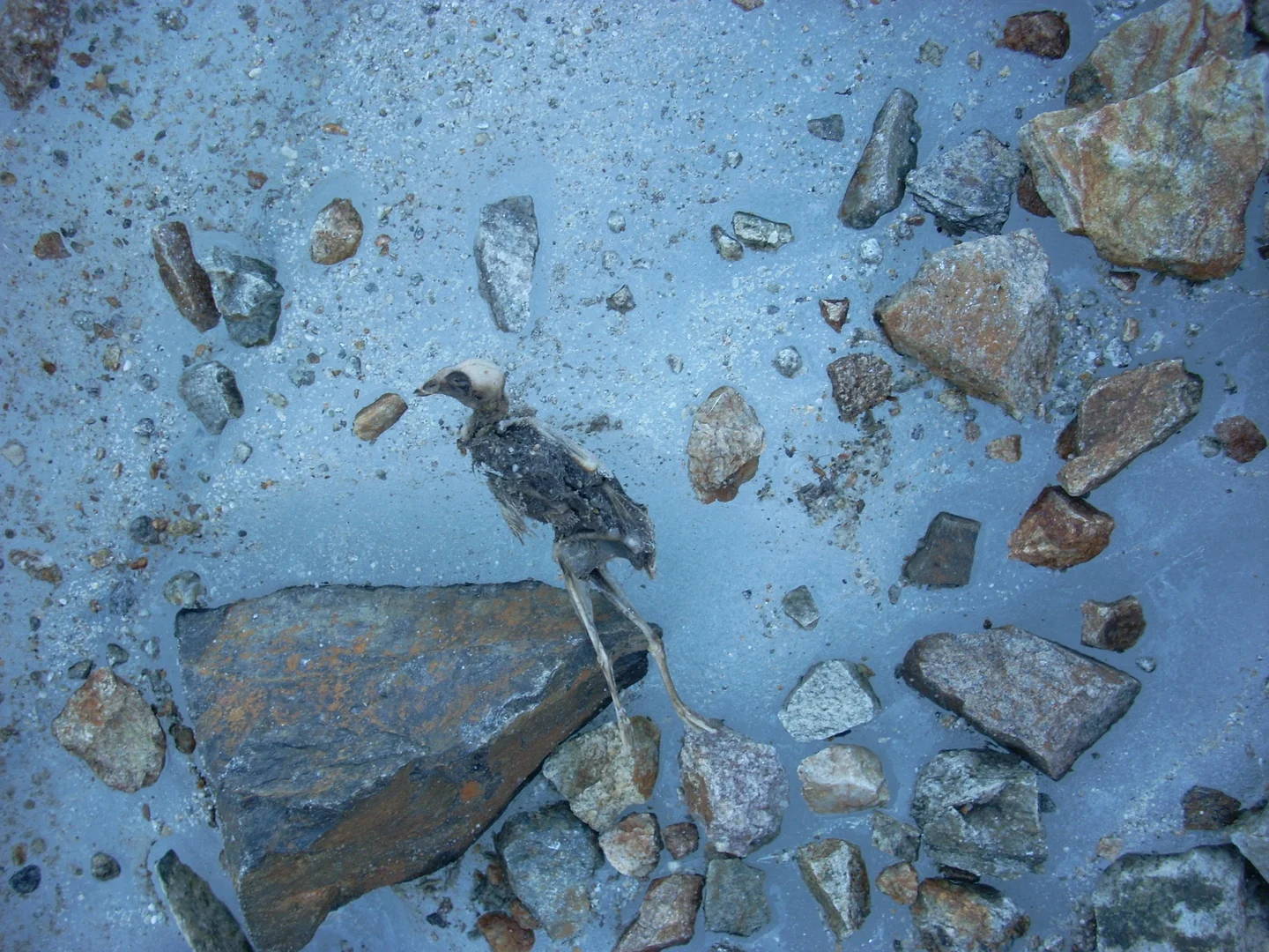 Frozen bird remains