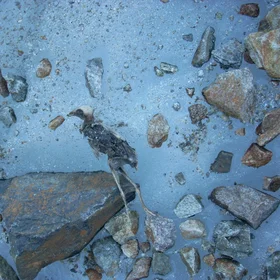Frozen bird remains