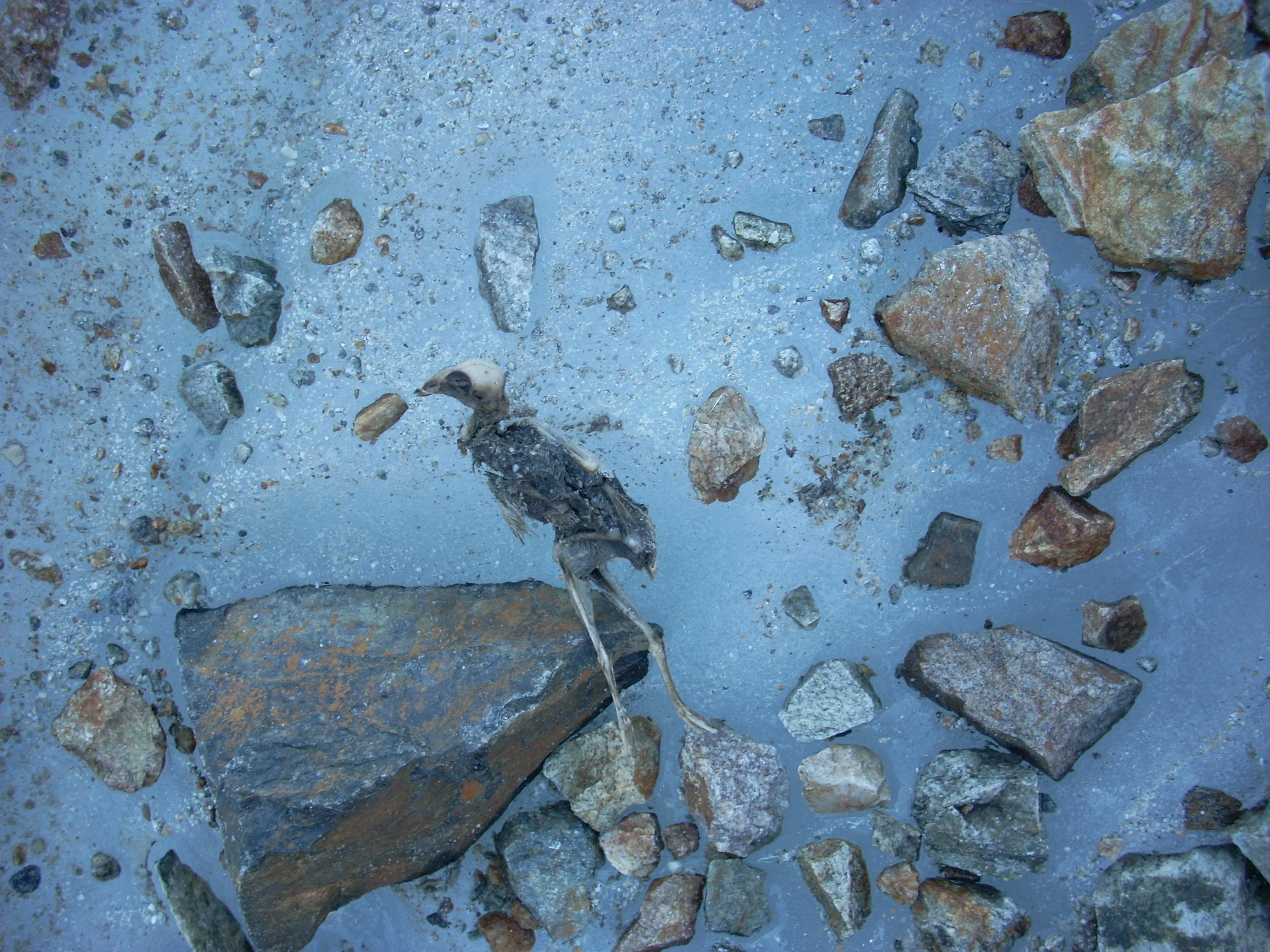 Frozen bird remains