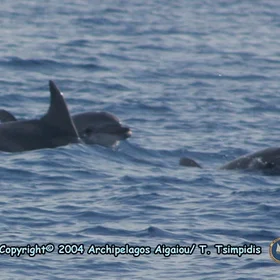 Bottlenose dolphins