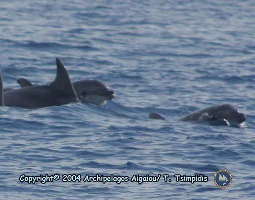 Bottlenose dolphins