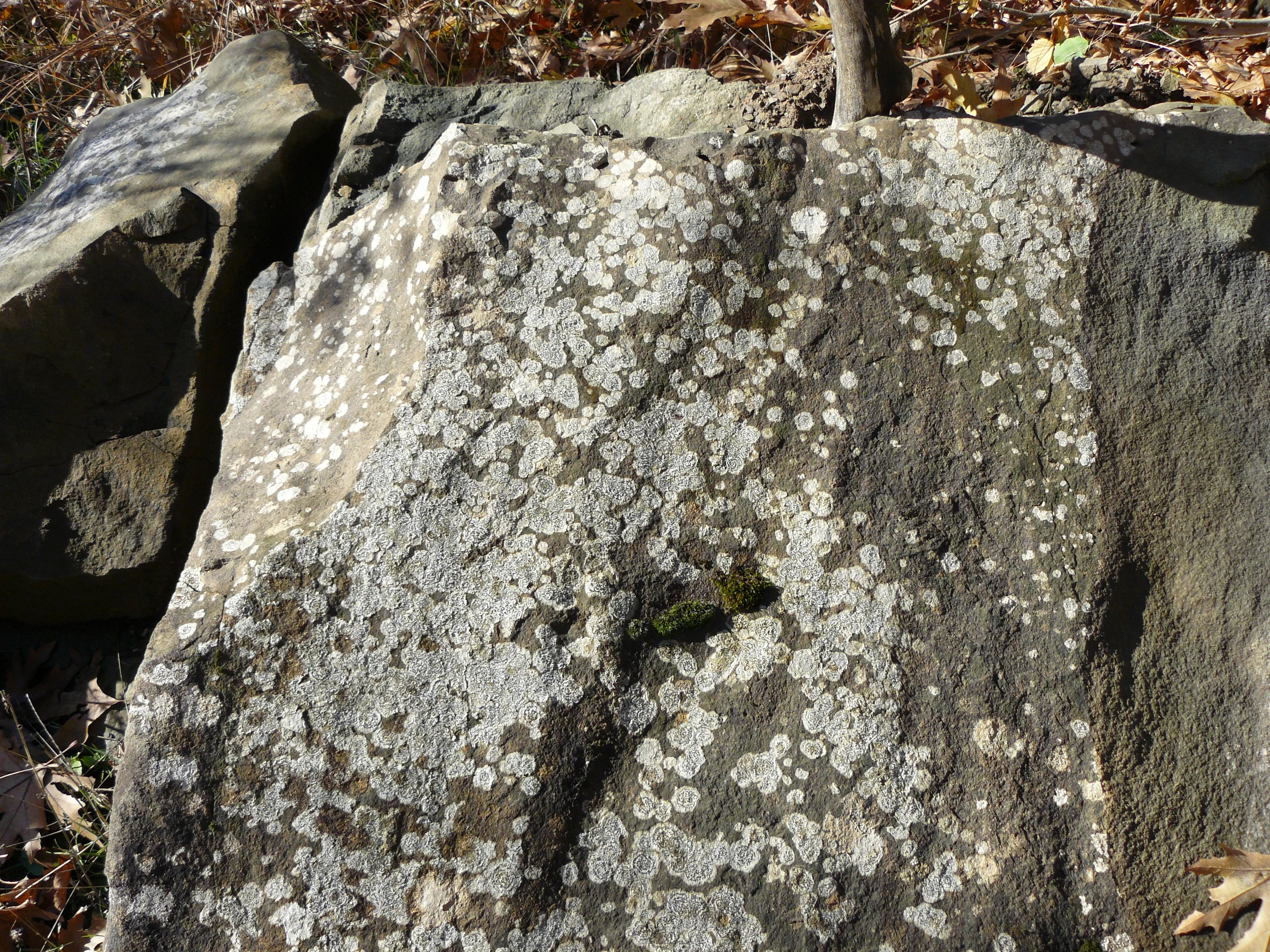 Rock with lichens