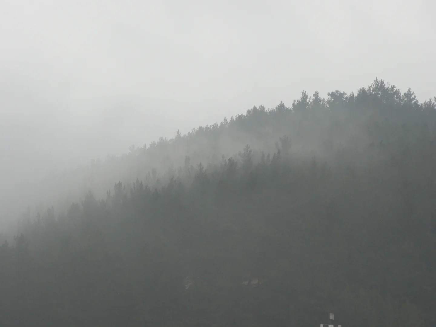 Fog over forest