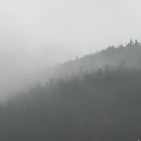 Fog over forest