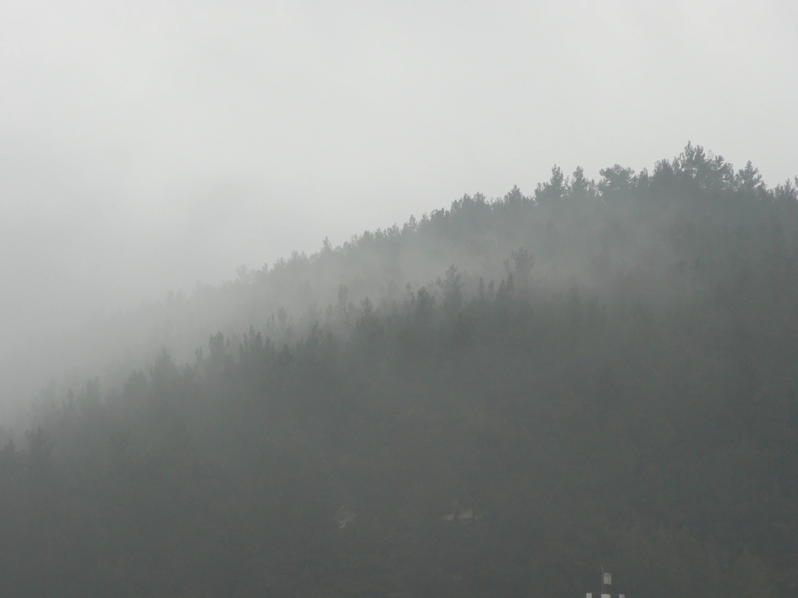 Fog over forest