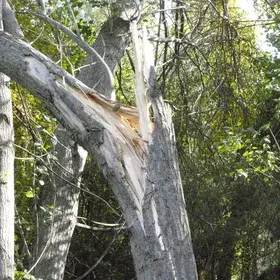 Tree struck by lightning
