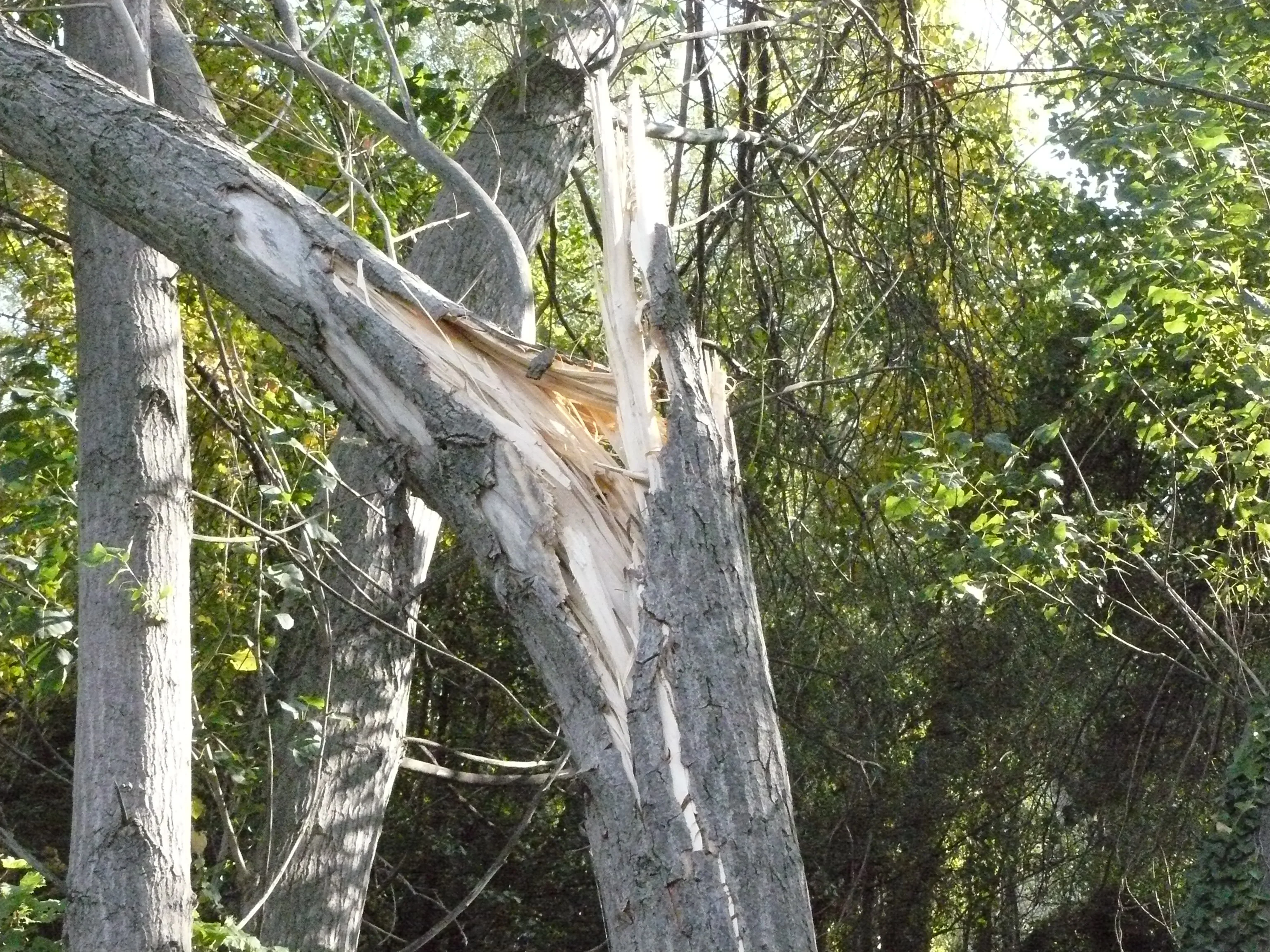 Tree struck by lightning