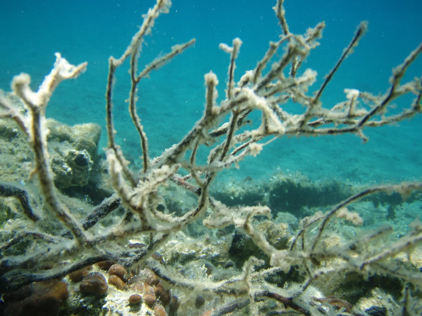 Underwater in the North Aegean Sea