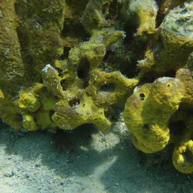 Underwater in the North Aegean Sea