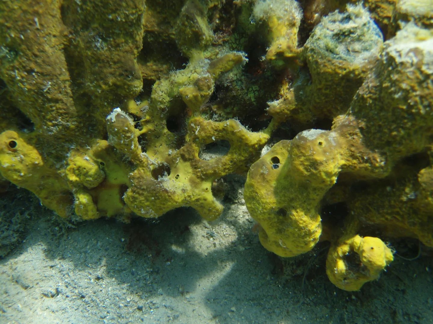 Underwater in the North Aegean Sea