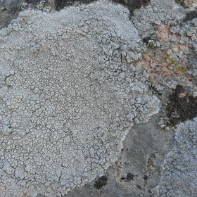 Lichen