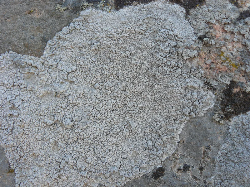 Lichen