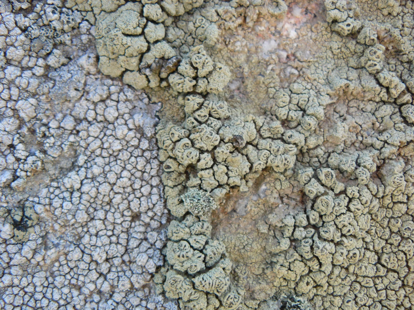 Lichens