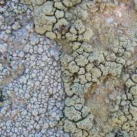 Lichens