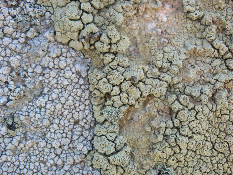 Lichens
