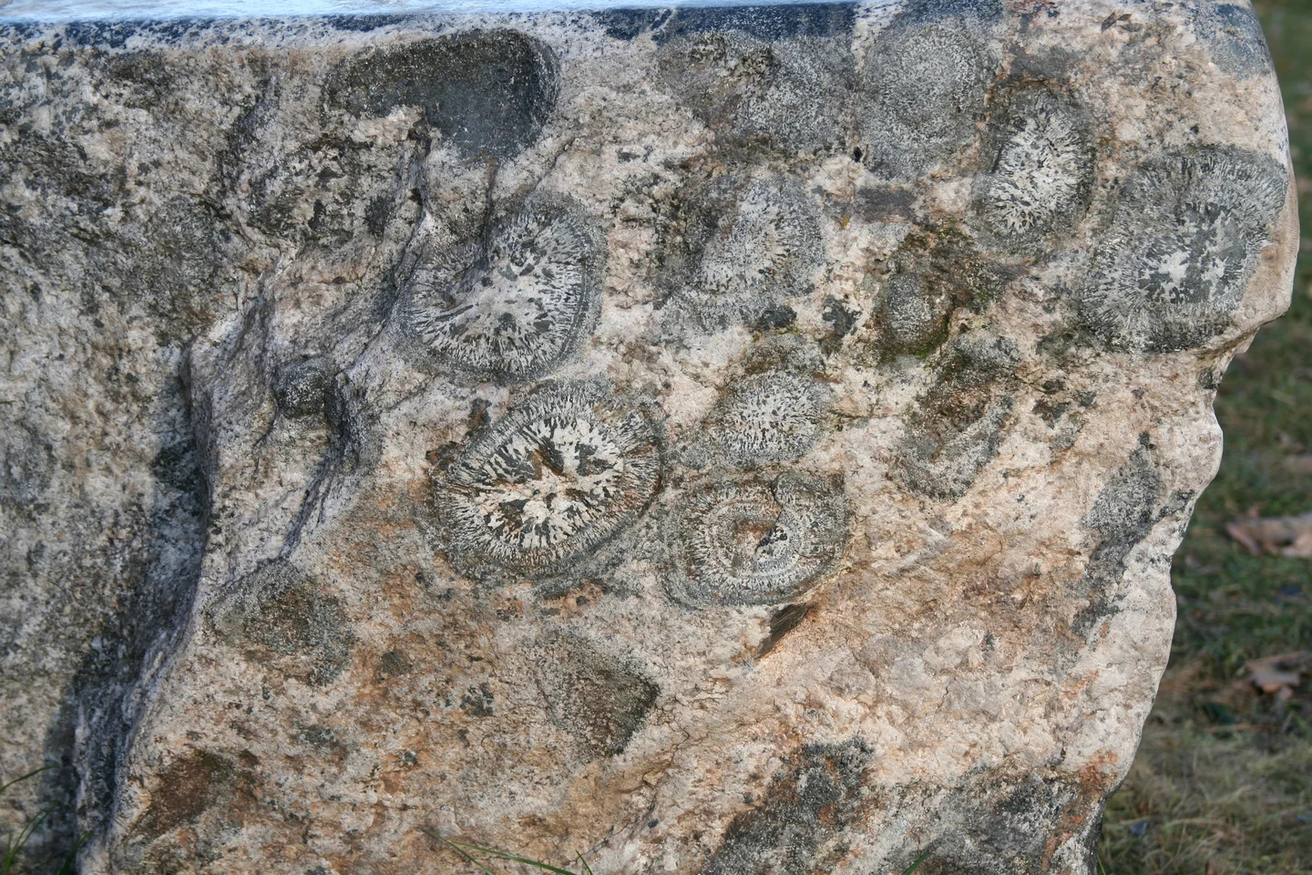 Orbiculite