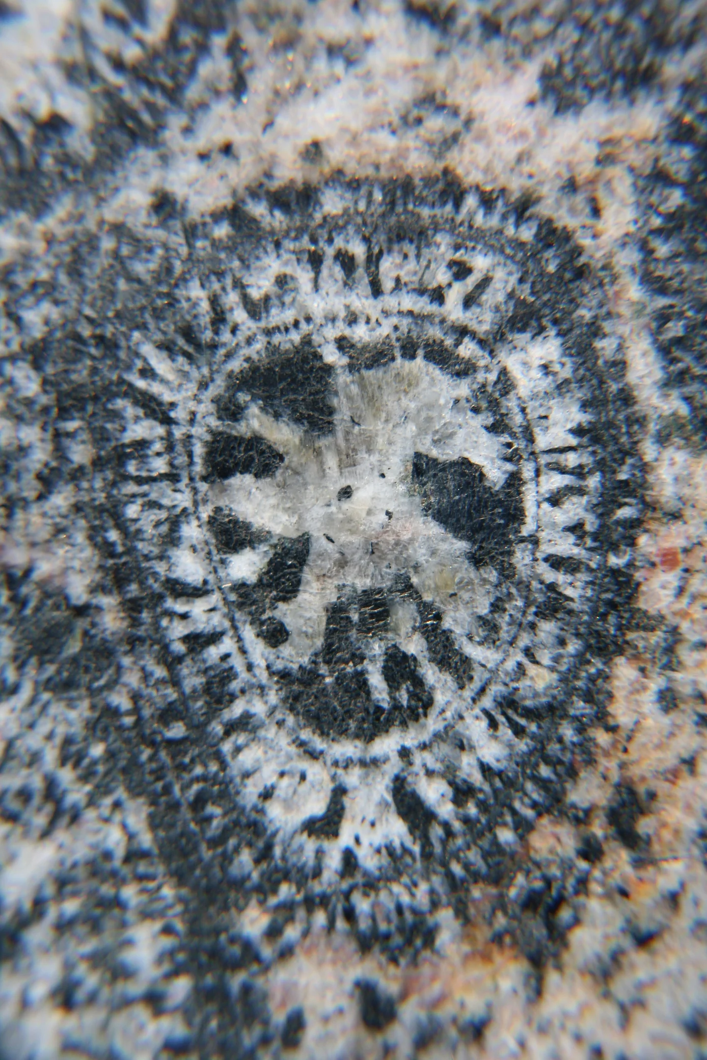 Orbiculite - detail
