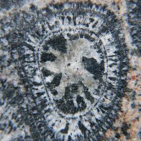 Orbiculite - detail