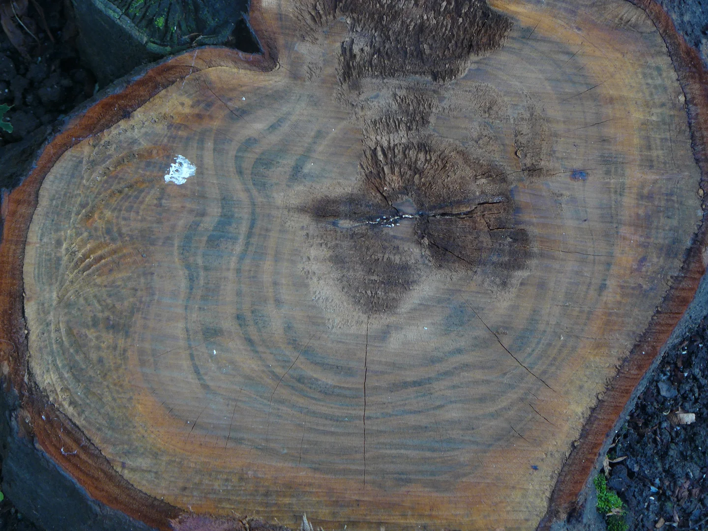 Tree rings