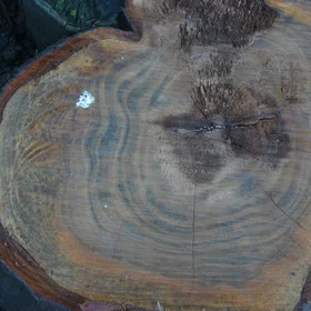 Tree rings