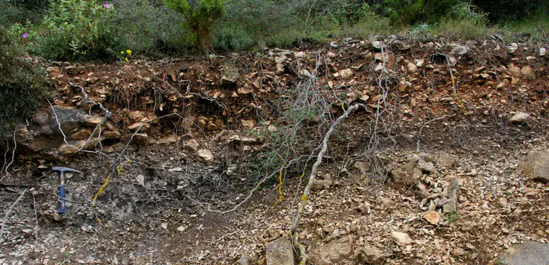 Coluvial forest soil
