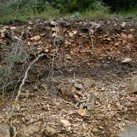 Coluvial forest soil