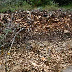 Coluvial forest soil
