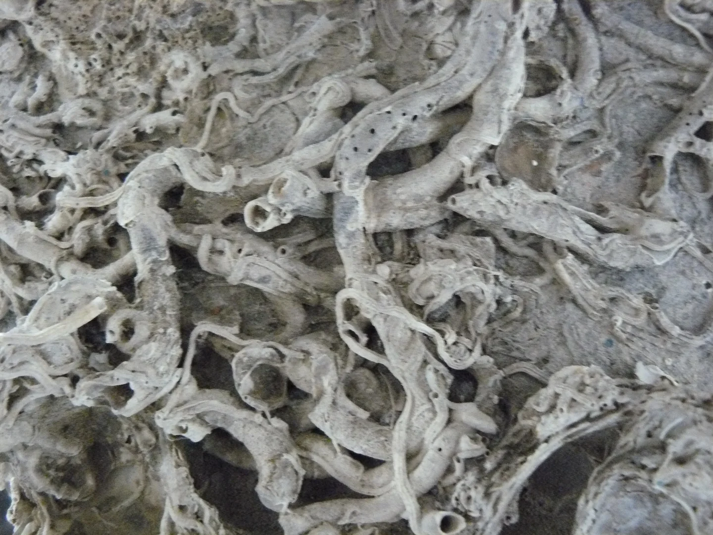 Calcification