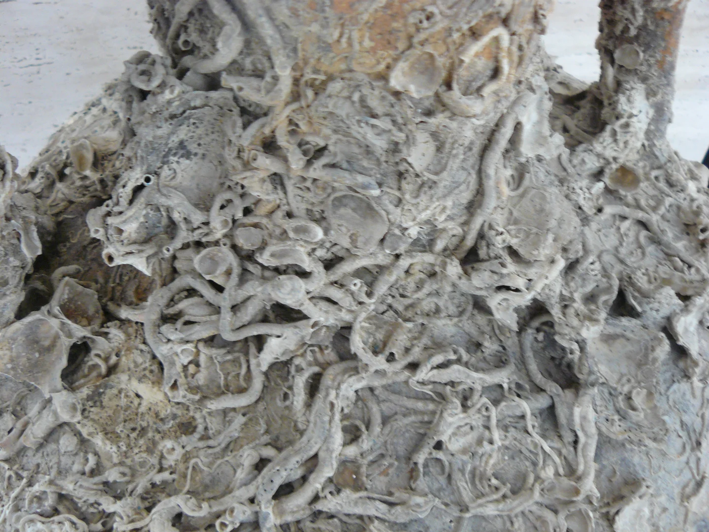 Calcification