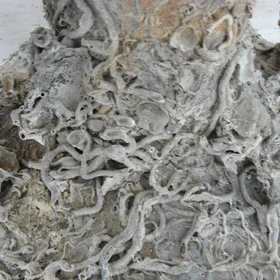 Calcification