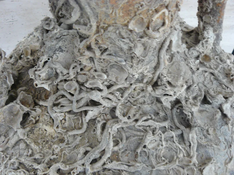 Calcification