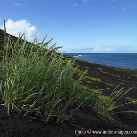 Wild grass growing in black sands of volcanic island, Surtsey, Iceland