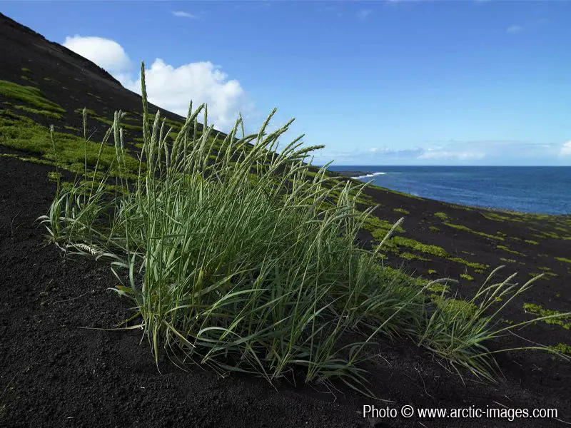 Wild grass growing in black sands of volcanic island, Surtsey, Iceland