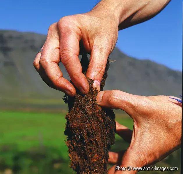 Geologist showing peat in hands, Iceland