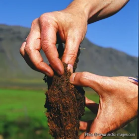 Geologist showing peat in hands, Iceland