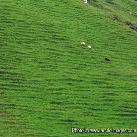 Sheep grazing on soil steps, summer, Petursey Iceland