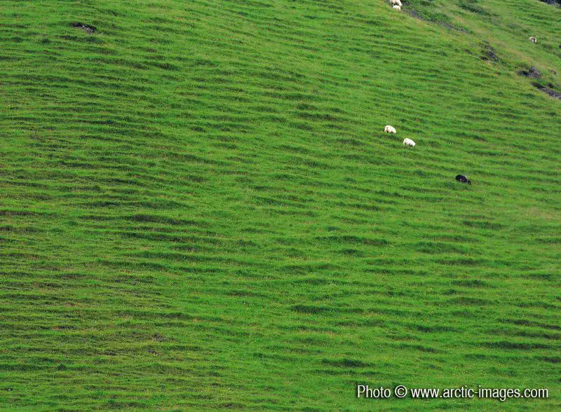 Sheep grazing on soil steps, summer, Petursey Iceland