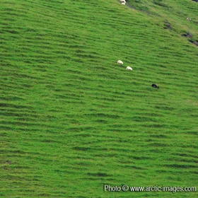 Sheep grazing on soil steps, summer, Petursey Iceland