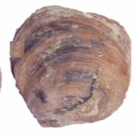 Oyster