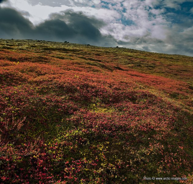 Autumn mountain vegetation, Central Highlands Iceland